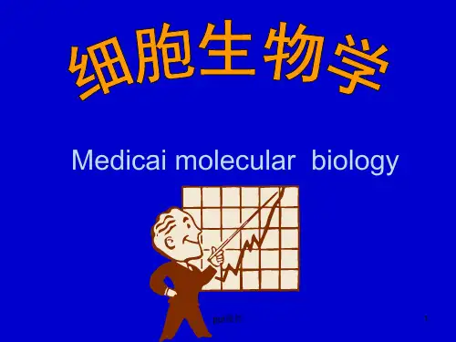 细胞生物学--细胞核与染色质  ppt课件