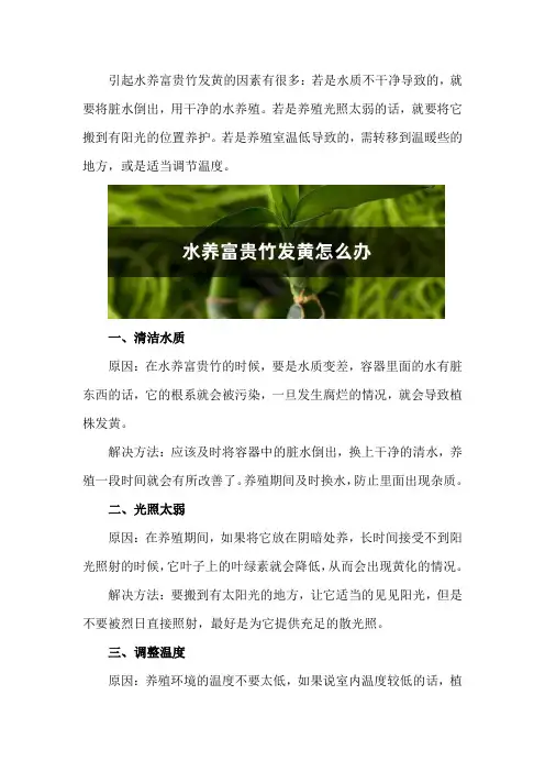 水养富贵竹发黄怎么办
