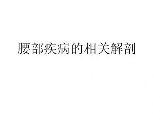 腰椎疾病相关解剖 Microsoft PowerPoint 演示文稿