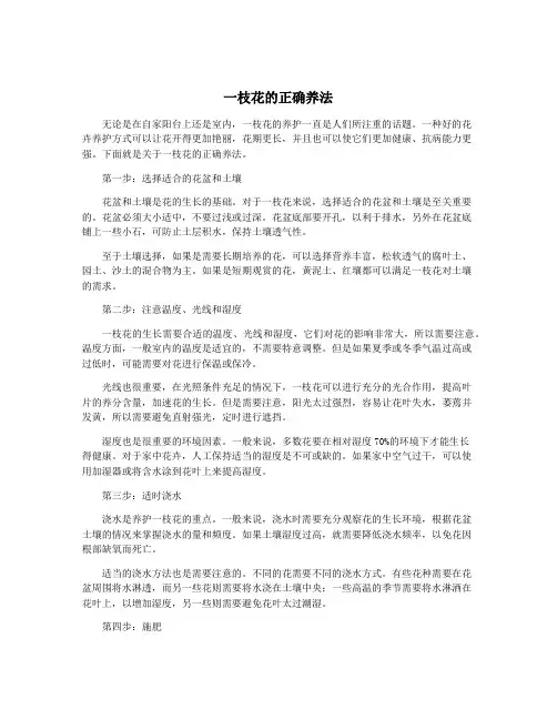 一枝花的正确养法