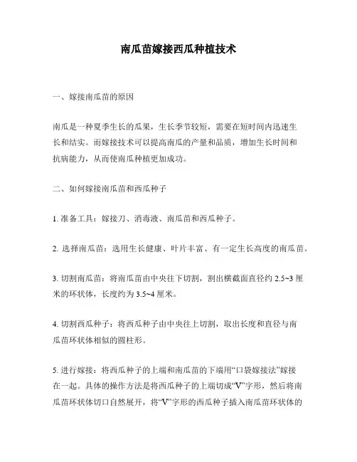 南瓜苗嫁接西瓜种植技术