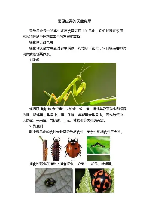 常见虫害的天敌克星