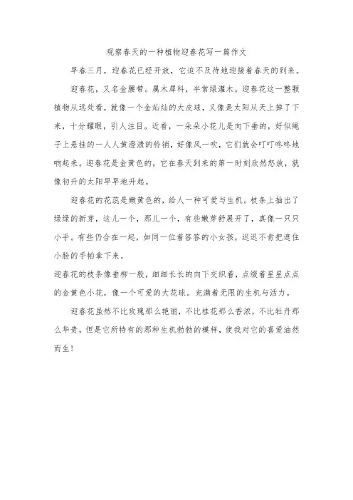 观察春天的一种植物迎春花写一篇作文
