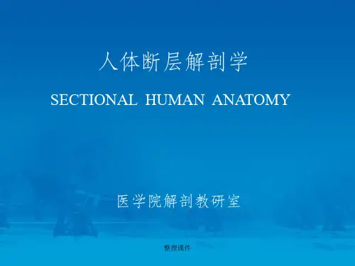 人体断层解剖学-颅脑矢冠断层