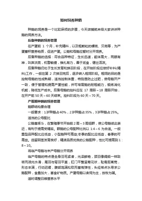 如何饲养种鹅
