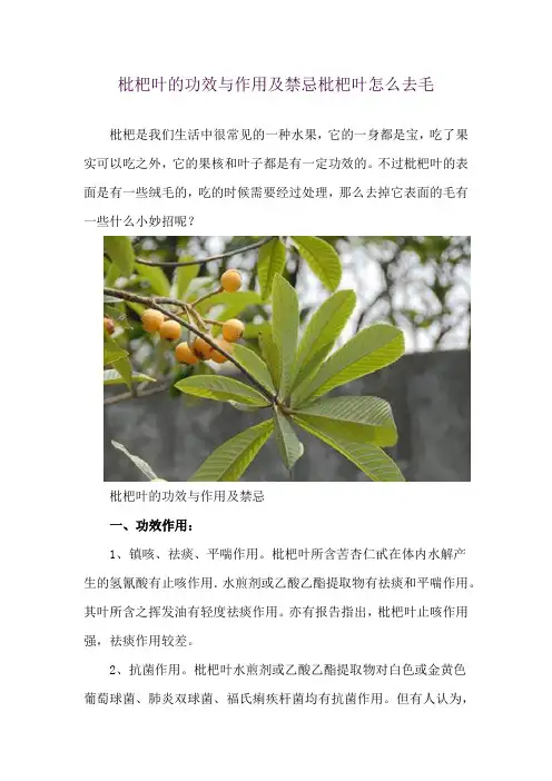 枇杷叶的功效与作用及禁忌 枇杷叶怎么去毛