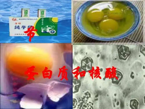 化学课件《蛋白质和核酸》优秀ppt12 人教课标版