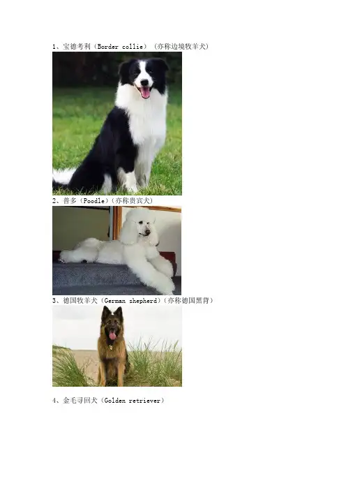 常见近百种狗狗的分类及图片