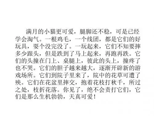 猫捕鱼