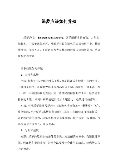 (植物知识)绿萝应该如何养殖