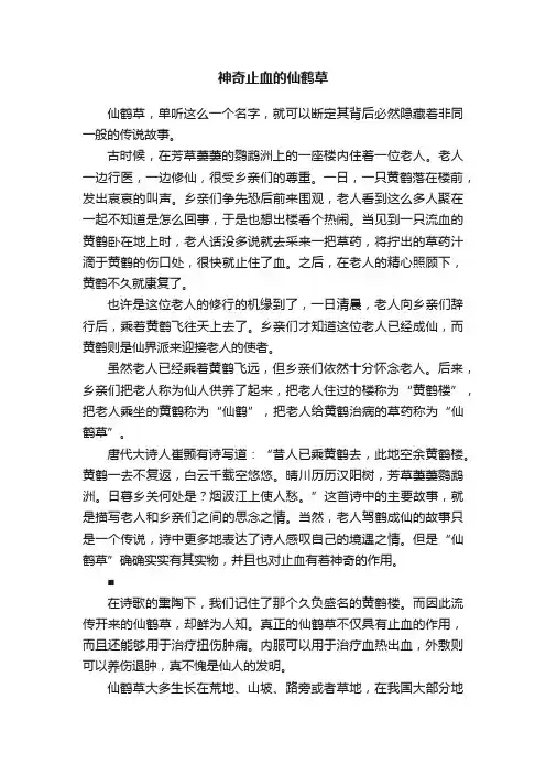 神奇止血的仙鹤草