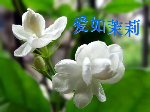 《爱如茉莉》ppt课件-61页文档资料