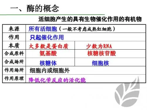 酶和酶促反应