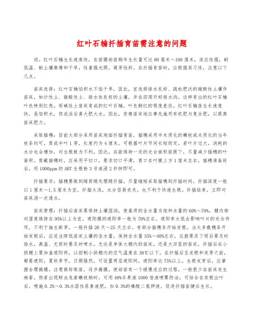 红叶石楠扦插育苗需注意的问题