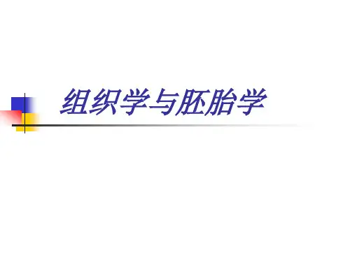 结缔组织(本科)