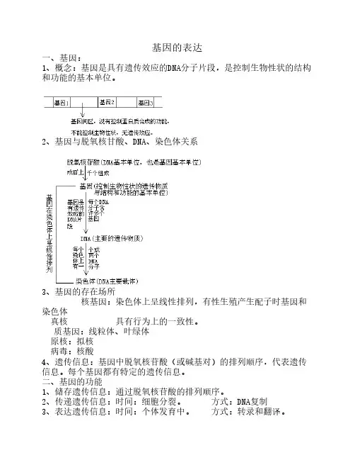 基因的表达