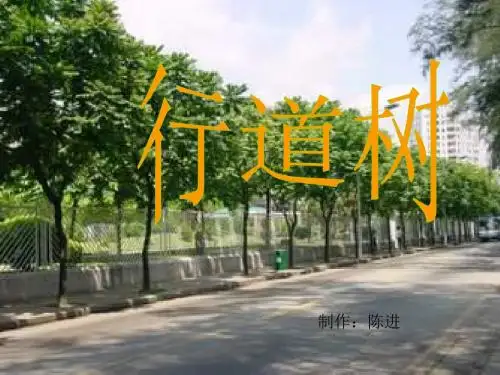 初中语文《行道树》(共24张)ppt131