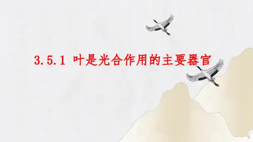 3.5.1 光合作用探究—叶是光合作用的主要器官(课件)七年级生物上册(北师大版)