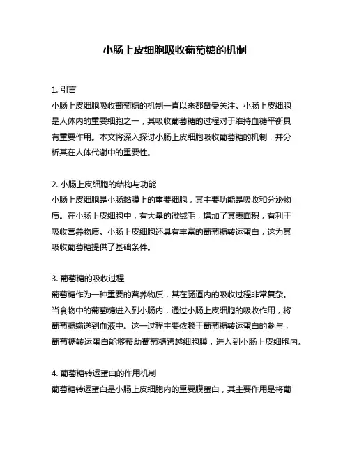 小肠上皮细胞吸收葡萄糖的机制