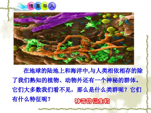 苏教版初中生物八年级上册 5.14.3 神奇的微生物 课件 (共45张PPT)