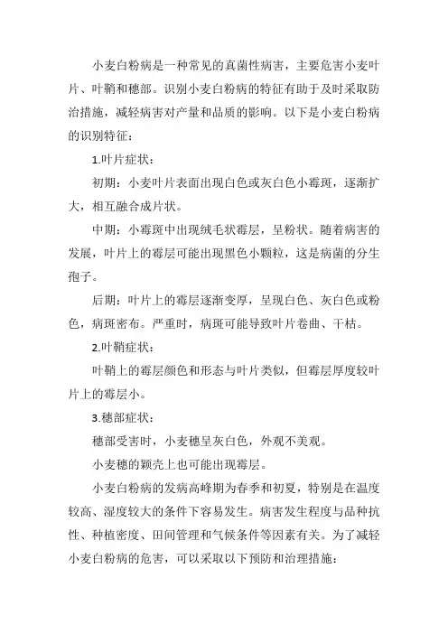 小麦白粉病识别特征
