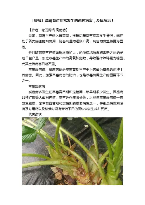 「提醒」草莓育苗期常发生的两种病害，及早防治！