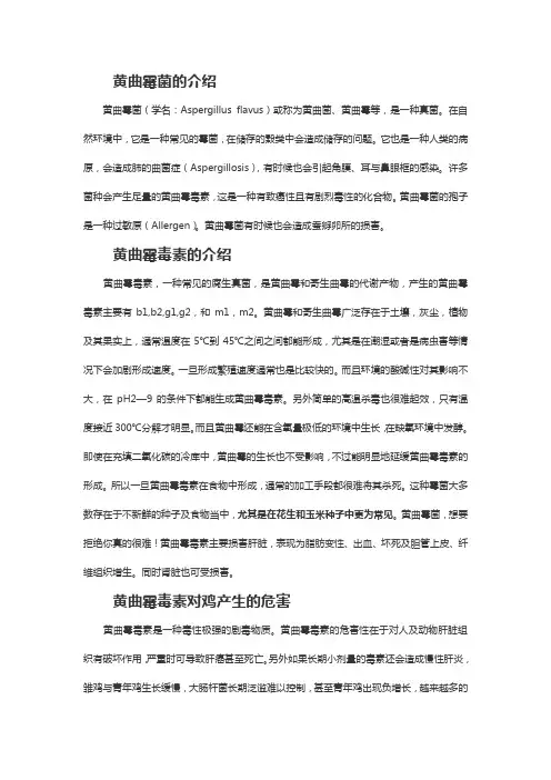 黄曲霉的介绍