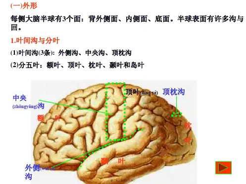 医学专题中枢神经端脑