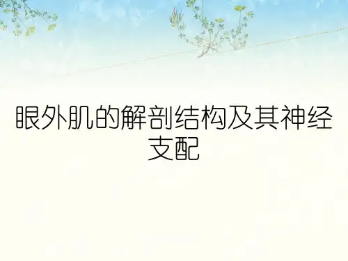 眼外肌的解剖结构及其神经支配