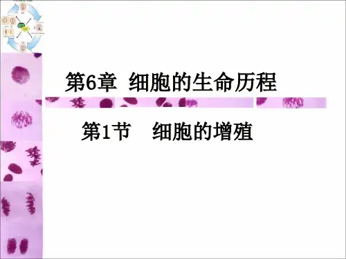必修2第6章第一节细胞的增殖PPT课件