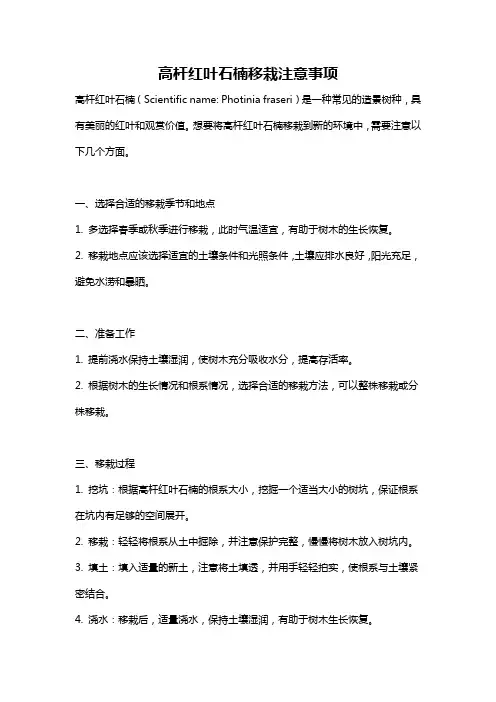 高杆红叶石楠移栽注意事项