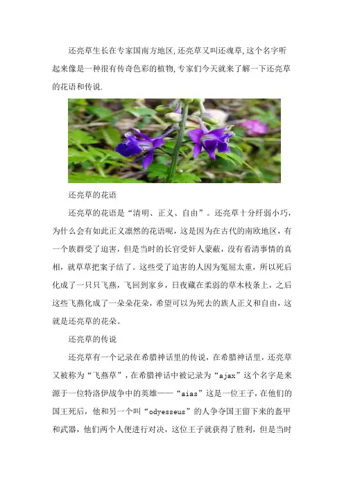 还亮草的花语和传说