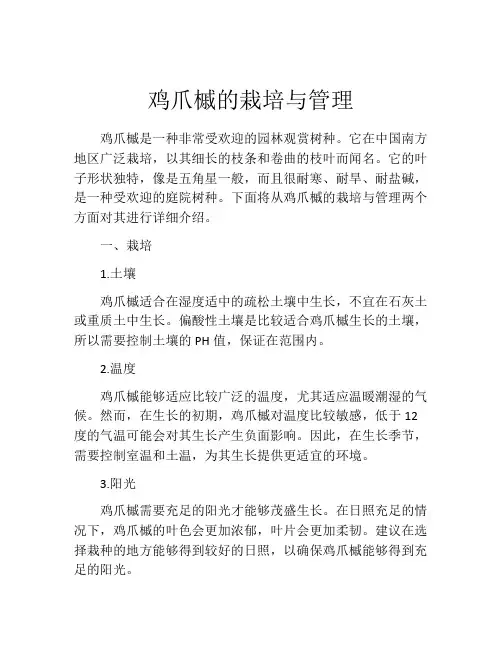 鸡爪槭的栽培与管理