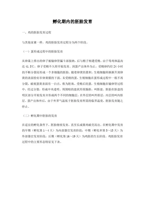 鸡胚胎发育图