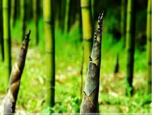 苏教版一年级语文下册《第一课 春笋》课件