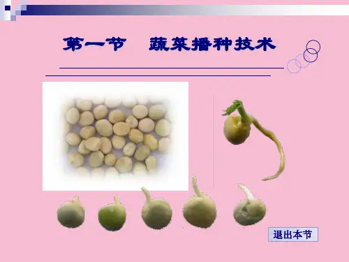 《蔬菜播种技术》ppt课件