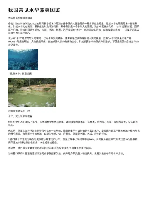 我国常见水华藻类图鉴