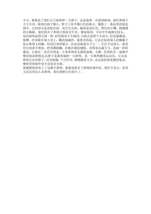 观察斑鸠的作文