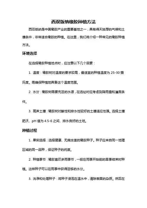 西双版纳橡胶种植方法