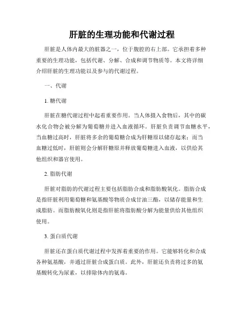 肝脏的生理功能和代谢过程