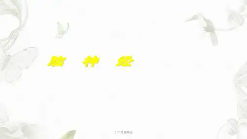 十二对脑神经ppt课件