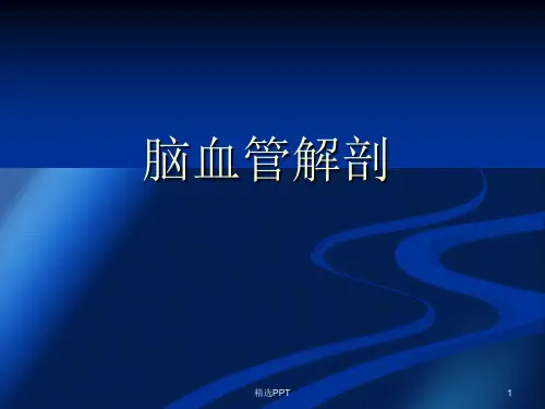 脑血管解剖