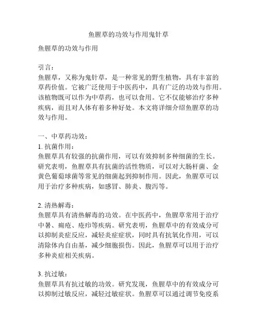 鱼腥草的功效与作用鬼针草