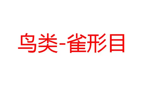 幼儿中文杜曼闪卡百科卡-鸟系列—雀形目