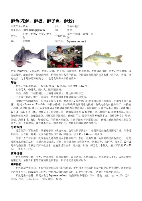 鲈鱼（花鲈、鲈板、鲈子鱼、鲈鲛）