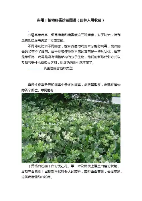 实用丨植物病害诊断图谱（园林人可收藏）
