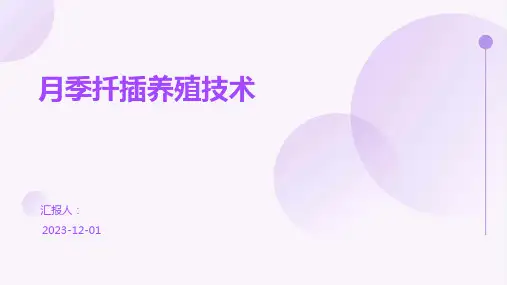 月季扦插养殖技术