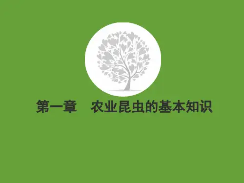 昆虫的外部形态