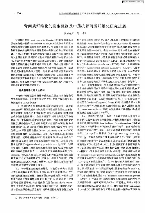 肾间质纤维化的发生机制及中药抗肾间质纤维化研究进展