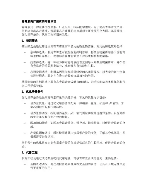 青霉素高产菌株的培育原理